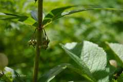 Polygonatum verticillatum